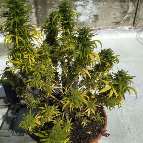 Cristina growlog timeline photo