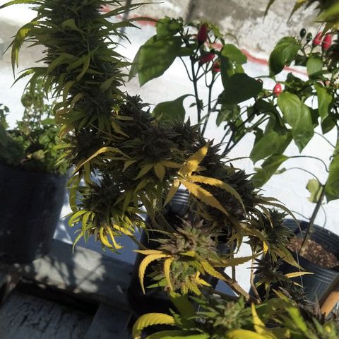 Cristina growlog timeline photo