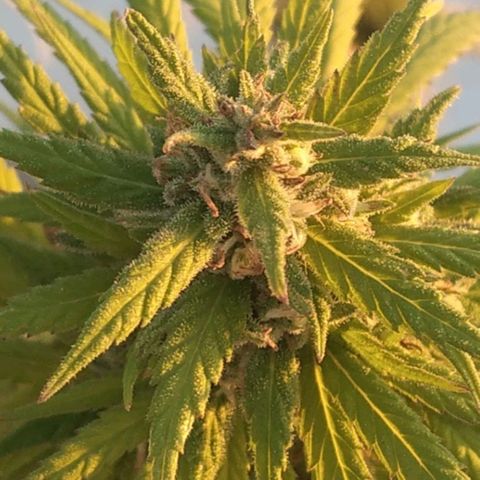 Cristina growlog timeline photo