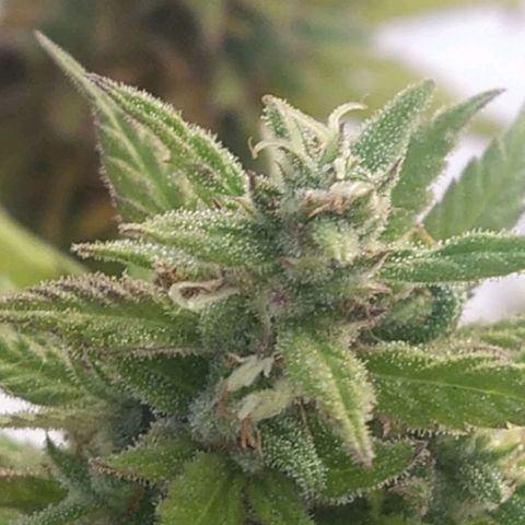Cristina growlog timeline photo