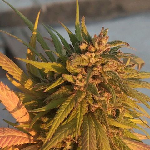 Cristina growlog timeline photo