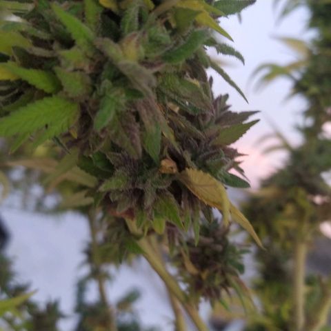 Cristina growlog timeline photo