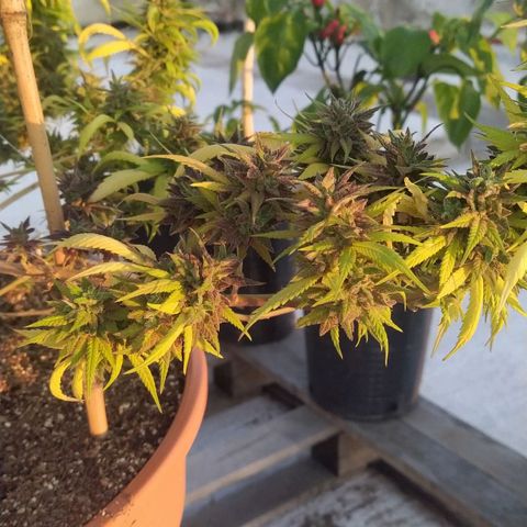 Cristina growlog timeline photo