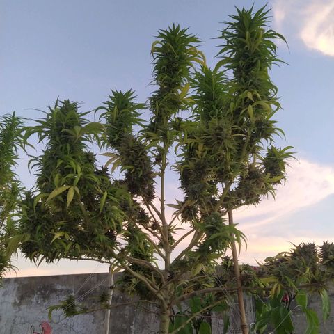 Cristina growlog timeline photo