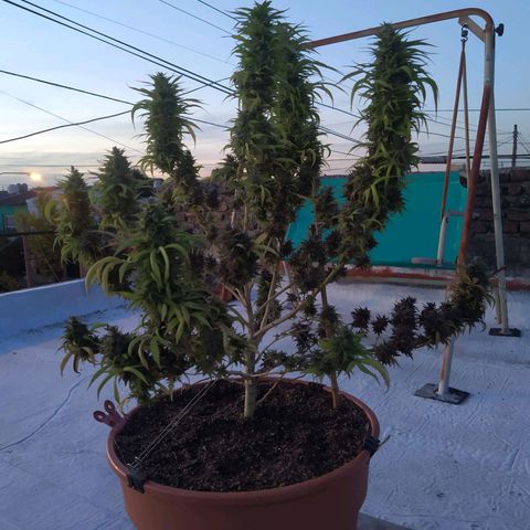 Cristina growlog timeline photo