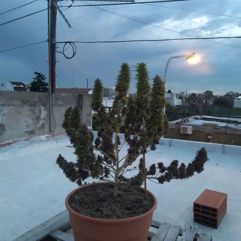 Cristina growlog photo: Final countdown