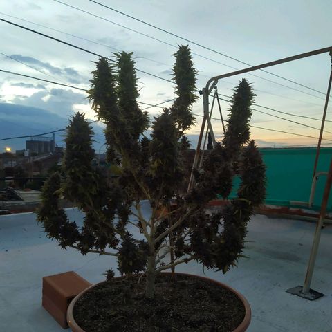 Cristina growlog photo: Final countdown