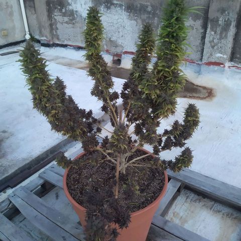Cristina growlog photo: Final countdown
