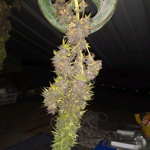 Cristina growlog photo: Cosechaaaa