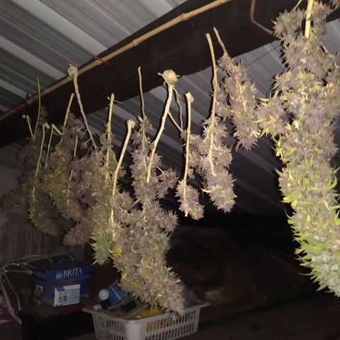 Cristina growlog photo: Cosechaaaa