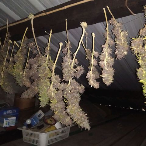 Cristina growlog photo: Cosechaaaa