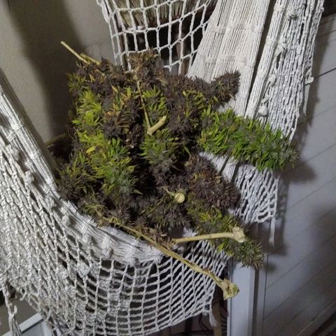 Cristina growlog photo: Cosechaaaa