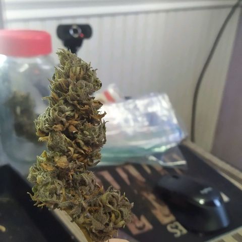Cristina growlog photo: Manicure