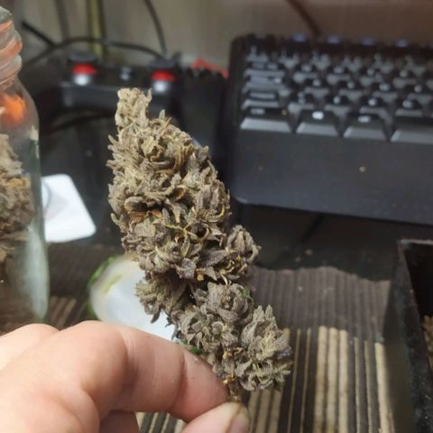 Cristina growlog photo: Manicure