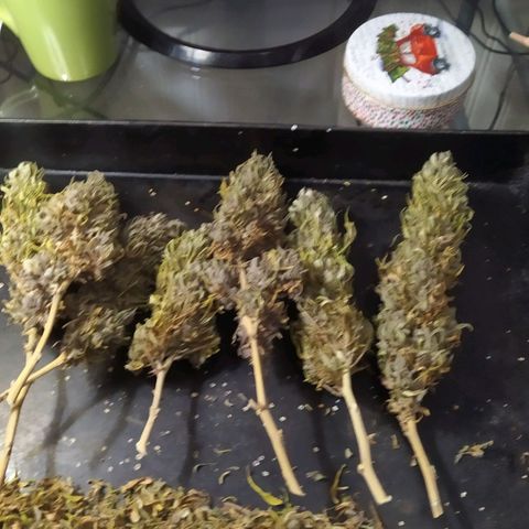 Cristina growlog photo: Manicure