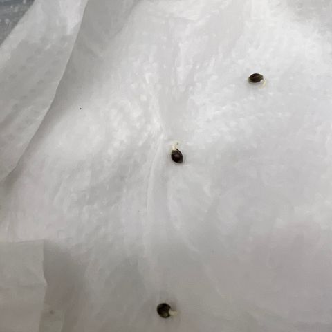 Shining Silver Haze growlog photo: Seems like the ones in paper towel worked better in few hours will transplant them to there first small pot