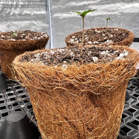 Shining Silver Haze growlog photo: 5/5 out all looking good for now lighting is 18/6 on 