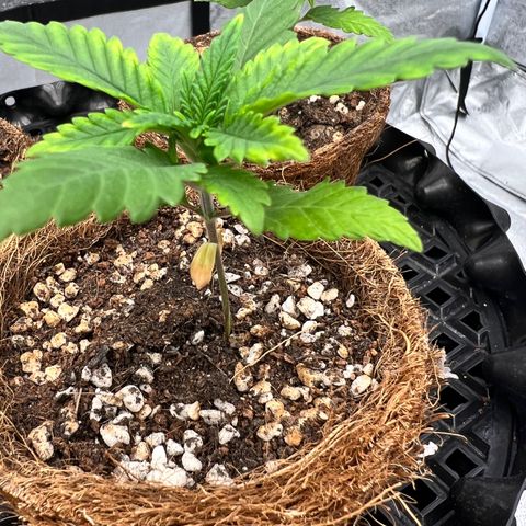 Shining Silver Haze growlog photo: Burning but still sexy
