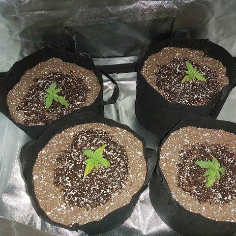 Bruce Banner  growlog timeline photo