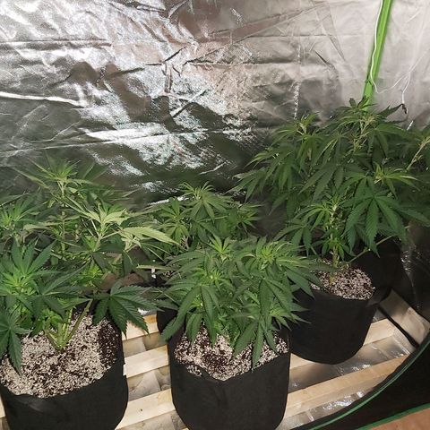 Bruce Banner  growlog timeline photo