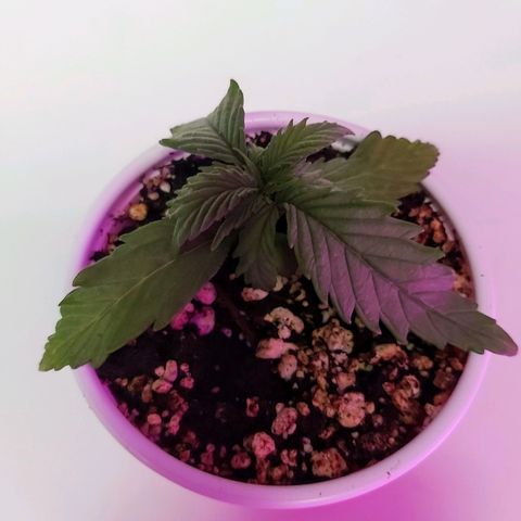 Bruce Banner  growlog timeline photo