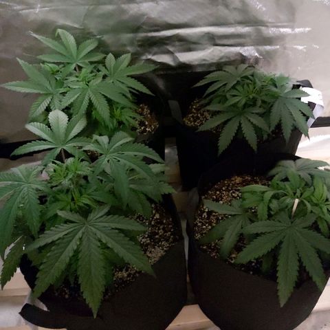 Bruce Banner  growlog timeline photo