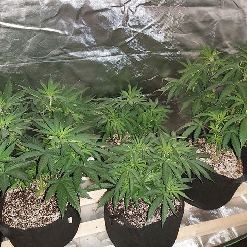 Bruce Banner  growlog timeline photo