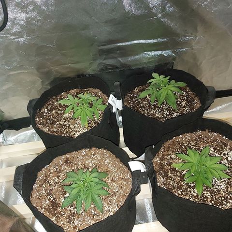 Bruce Banner  growlog timeline photo