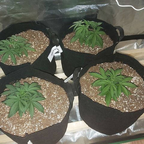 Bruce Banner  growlog timeline photo