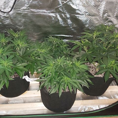Bruce Banner  growlog timeline photo