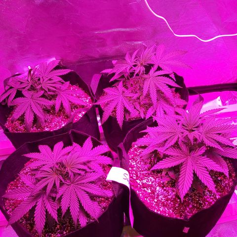 Bruce Banner  growlog timeline photo