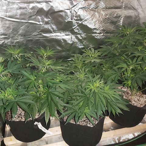 Bruce Banner  growlog timeline photo