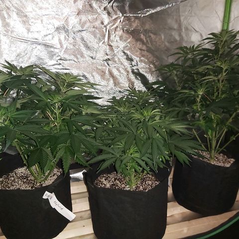 Bruce Banner  growlog timeline photo