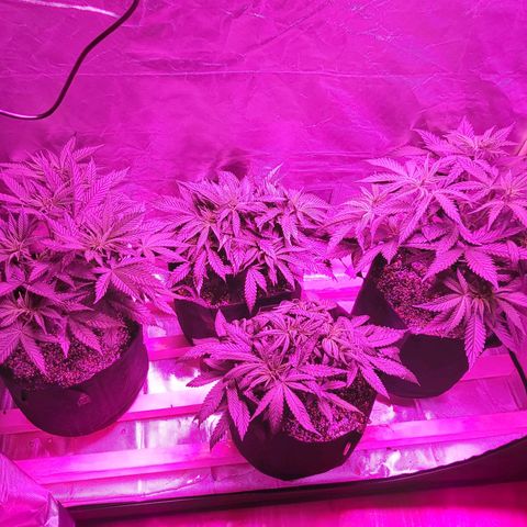 Bruce Banner  growlog timeline photo