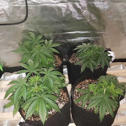 Bruce Banner  growlog timeline photo
