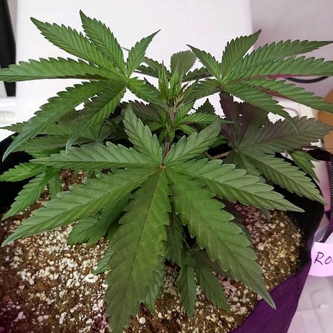 Bruce Banner  growlog timeline photo