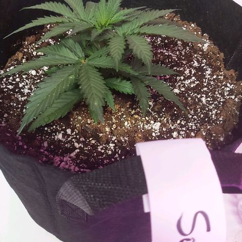 Bruce Banner  growlog timeline photo