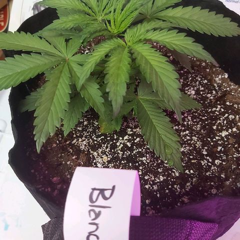 Bruce Banner  growlog timeline photo
