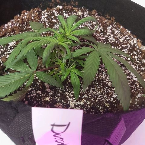 Bruce Banner  growlog timeline photo