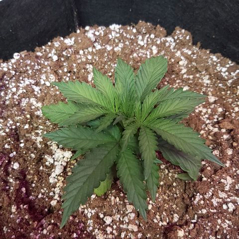 Bruce Banner  growlog timeline photo