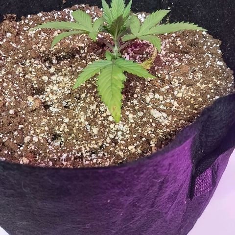 Bruce Banner  growlog timeline photo