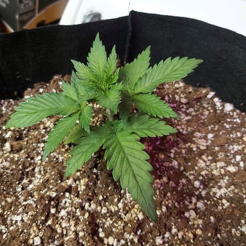 Bruce Banner  growlog timeline photo