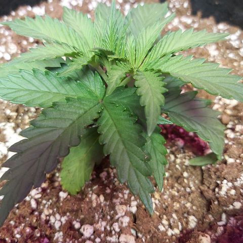 Bruce Banner  growlog timeline photo