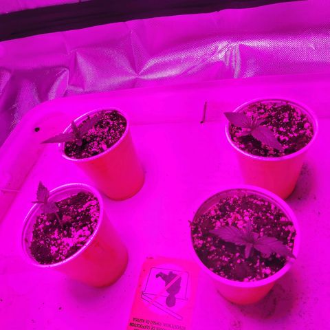 Bruce Banner  growlog timeline photo