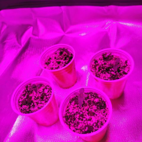 Bruce Banner  growlog timeline photo