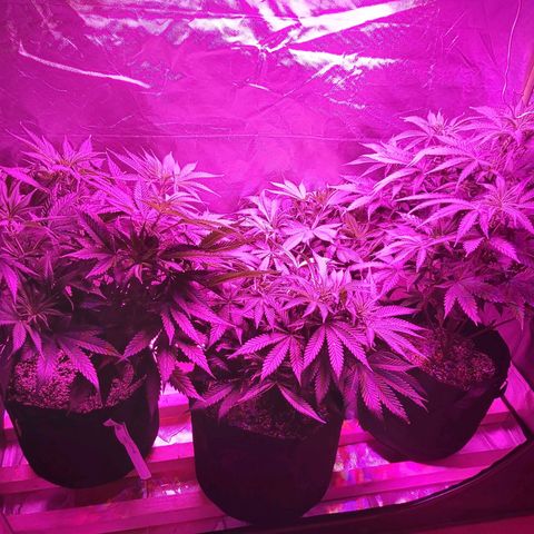 Bruce Banner  growlog timeline photo