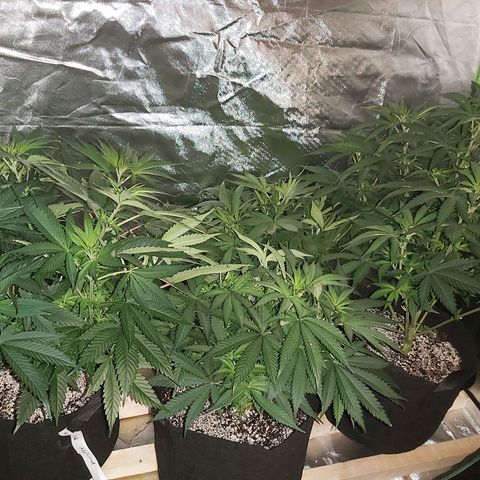 Bruce Banner  growlog timeline photo