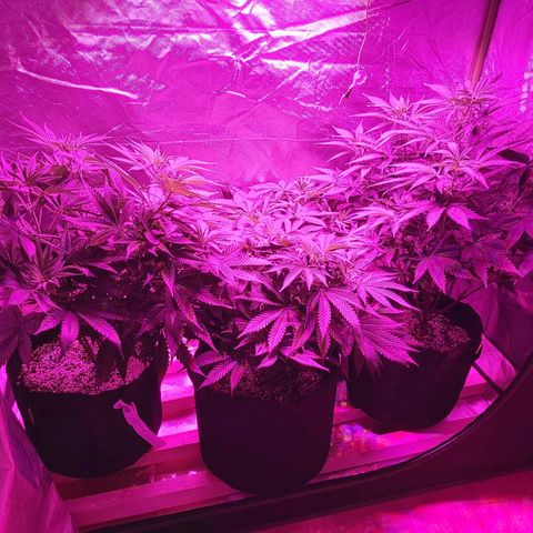 Bruce Banner  growlog timeline photo