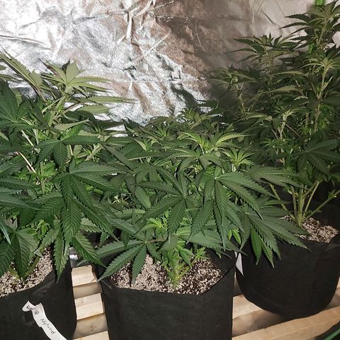 Bruce Banner  growlog timeline photo