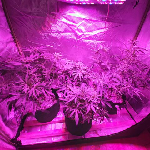Bruce Banner  growlog timeline photo
